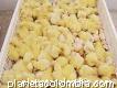 Vendo pollitos de engorde de 1 día de nacido raza Ross 308 en el Tolima