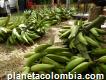 Cultivo Plátano Harton en Antioquia