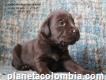 Preciosos Cachorros Labrador Chocolate Saludables Garantía De Pureza.