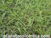 Semilla Grama Pasto Bermuda Colombia