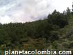 Venta de plantación de madera de pino tecunumani