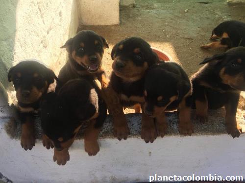 Venta Cachorros Rottweiler En Bucaramanga