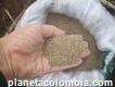 Semillas pastos brachiarias colombia