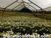 Producción y comercialización de crisantemos