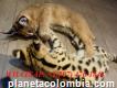 Domesticado serval , caracal y sábana gatitos
