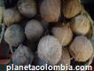 Cocos secos para proceso industrial