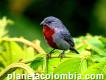 Avistamiento de Aves en el Amazonas