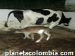 Se Venden Vacas Lecheras En Lebrija Santander