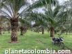 Finca en san juan de arama meta, 30 hectáreas de palma, en producción