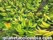 Vendo plátano Harton Dominic de armenia Quindío
