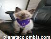 Lindo Gato Siamés En Venta - Bogotá