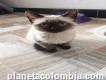 Adorable Gatica Siamés En Venta - Bogotá