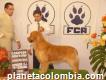 Venta De Cachorros Golden Retriever Puro En Bogotá