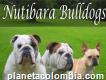 Criadero Nutibara Bulldogs