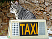 Taxis para mascotas en Colombia
